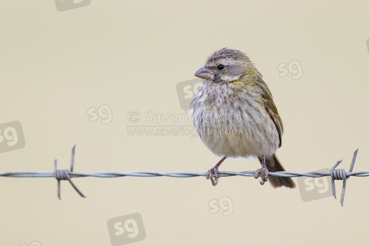 Yellow Canary, front view of an adult female perched on a berbed wire