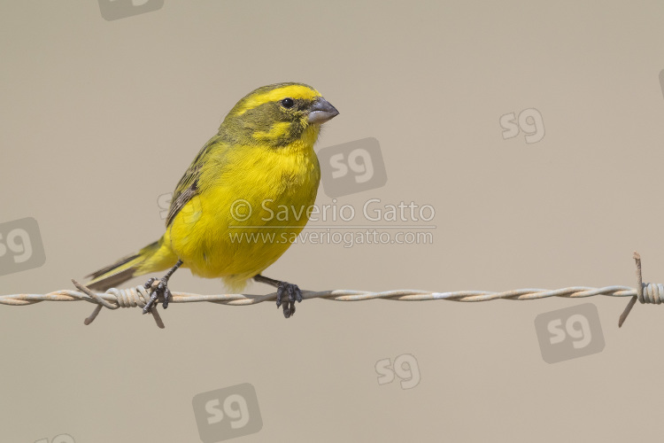 Yellow Canary, adult male perched on a barbed wire
