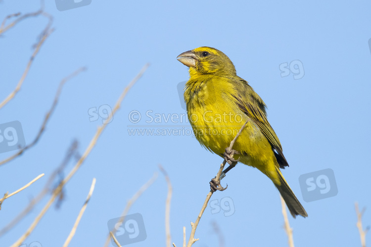 Brimstone Canary