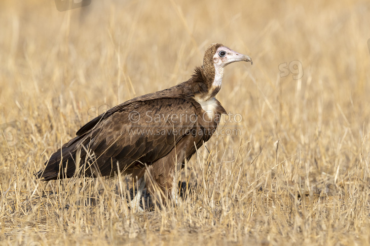 Hooded Vulture, side view of a juvenile standing on the ground