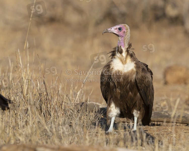 Hooded Vulture, front view of an adult standing on the ground