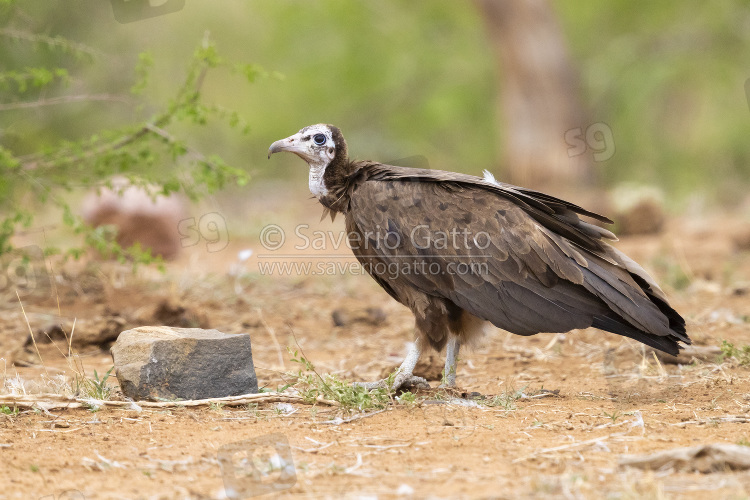 Hooded Vulture, side view of a juvenile standing on the ground