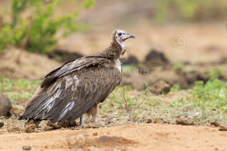 Hooded Vulture, side view of a juvenile standing on the ground