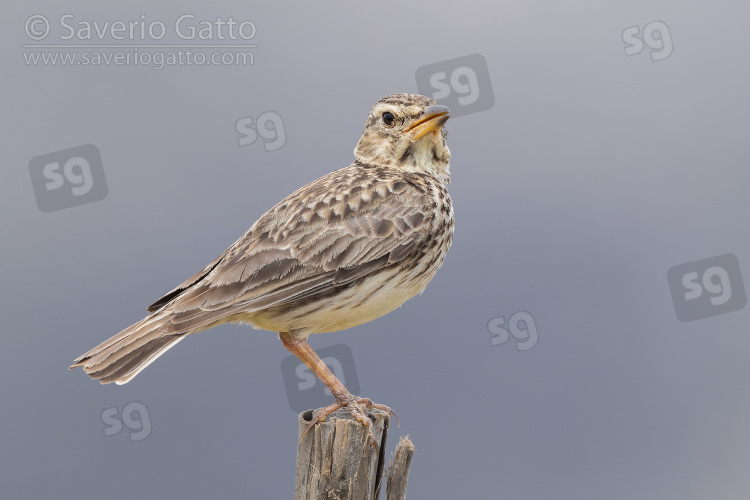 Large-billed Lark, side view of an adult perched on a post