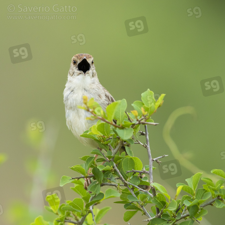 Rattling Cisticola, adult showing its black mouth while singing
