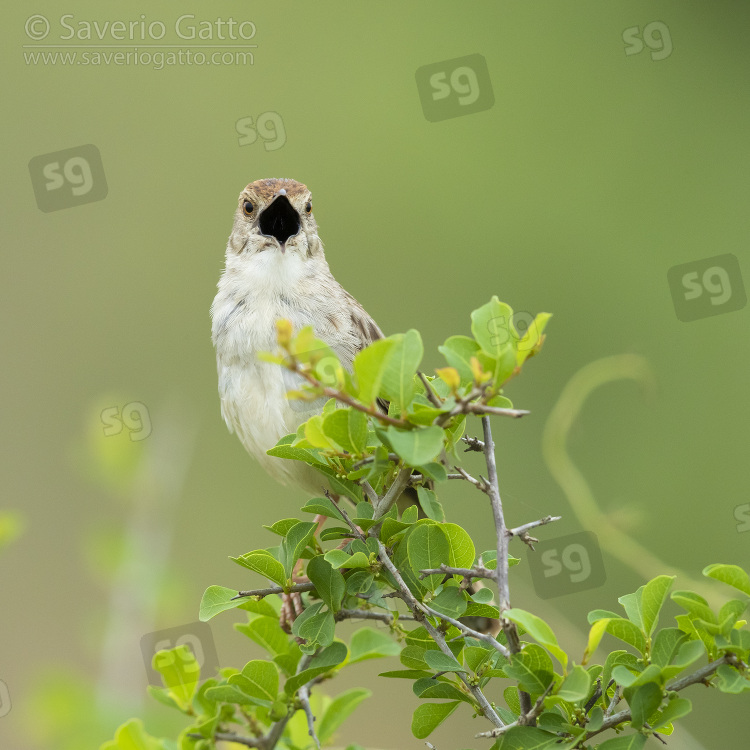 Rattling Cisticola