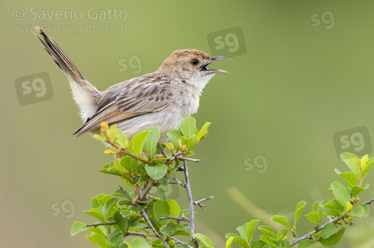 Rattling Cisticola, adult singing from the top of a bush