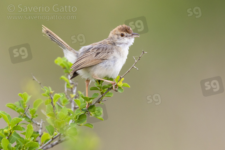 Rattling Cisticola, side view of an adult perched on the top of a bush