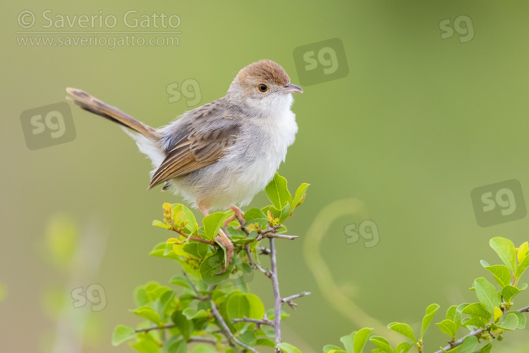 Cisticola raganella