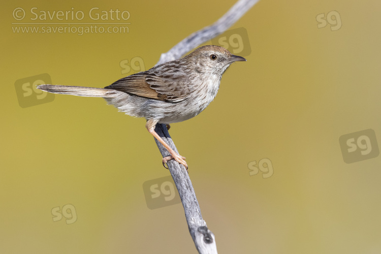 Grey-backed Cisticola, adult perched on a branch