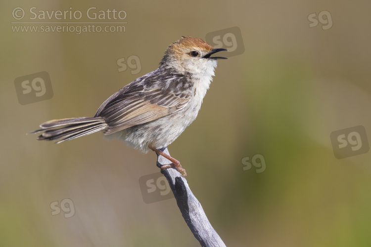 Levaillant's Cisticola, side view of an adult perched on a branch