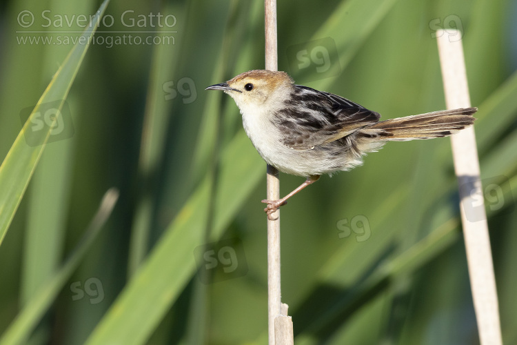 Levaillant's Cisticola, side view of an adult perched on a reed