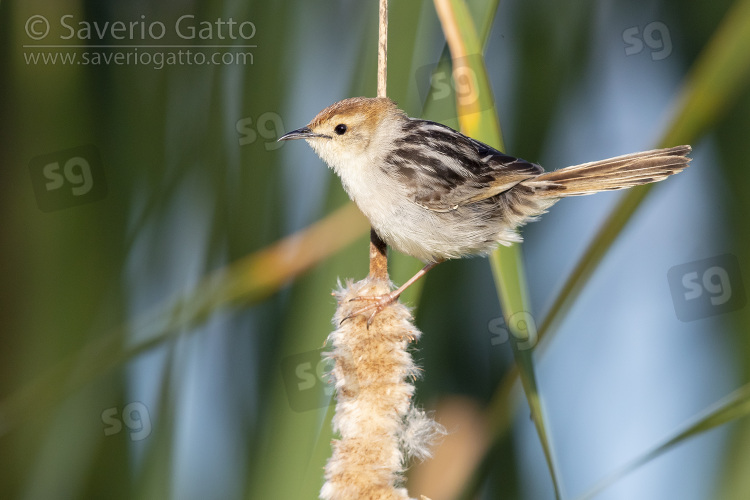 Levaillant's Cisticola, side view of an adult perched on a reed
