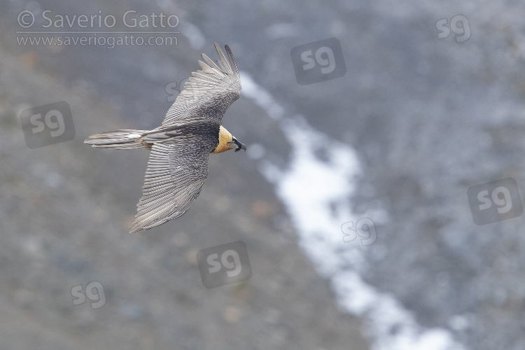 Bearded Vulture, adult in flight seen from above