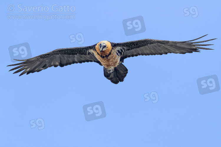 Bearded Vulture, adult in flight seen from below