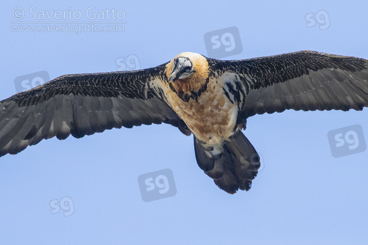 Bearded Vulture, adult in flight seen from below