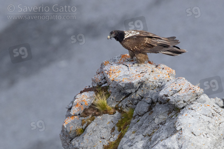 Bearded Vulture, side view of a juvenile perched on a rock