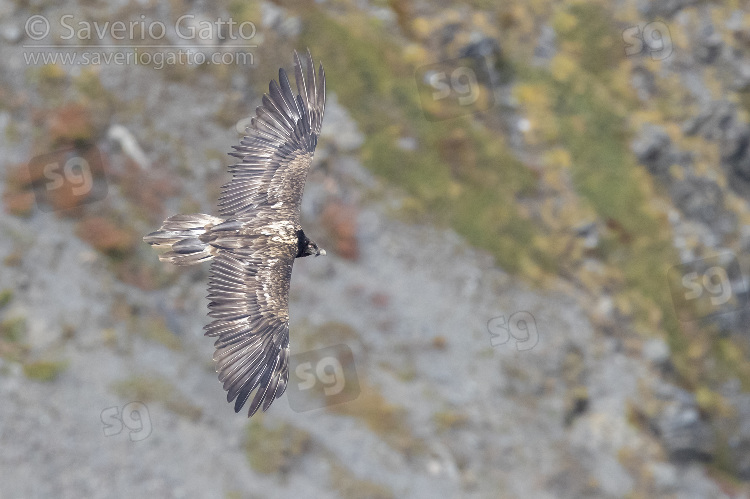 Bearded Vulture, juvenile in flight seen from above