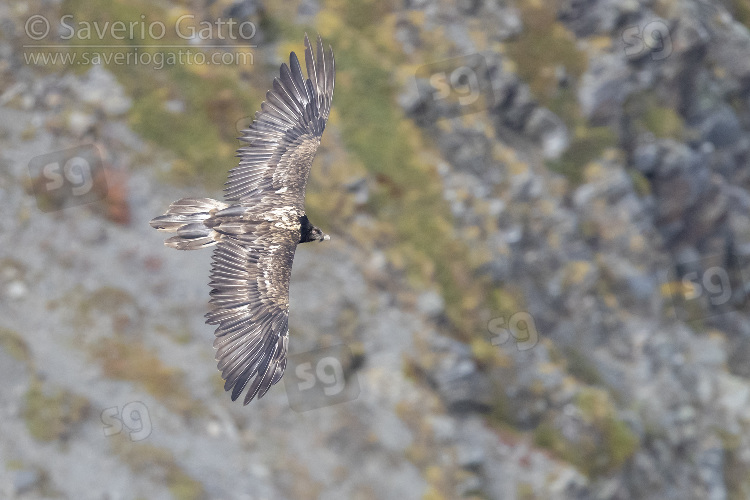 Bearded Vulture, juvenile in flight seen from above