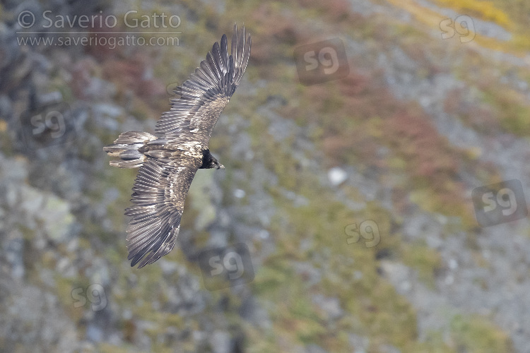 Bearded Vulture