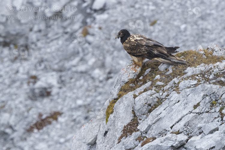 Bearded Vulture, juvenile perched on a rock