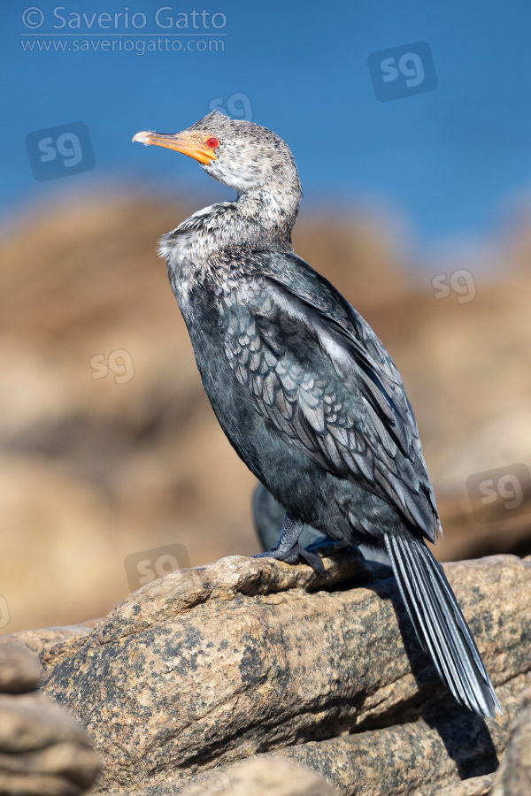 Cormorano coronato