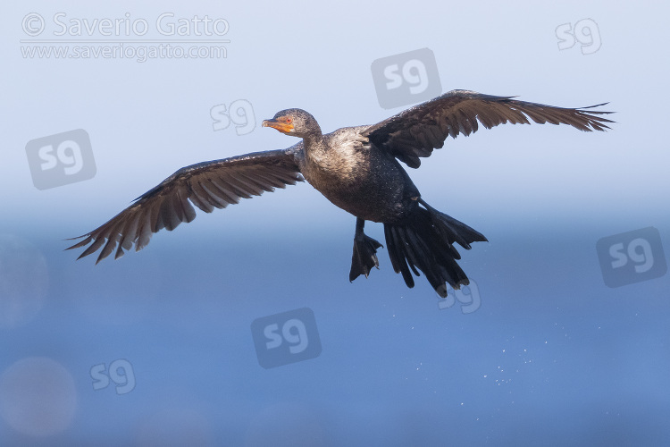 Crowned cormorant, immature in flight