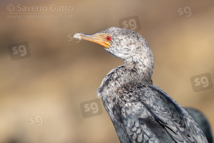 Cormorano coronato