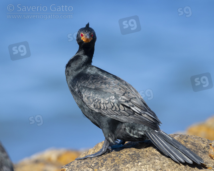 Crowned cormorant, side view of an adult in breeding plumage perched on a rock