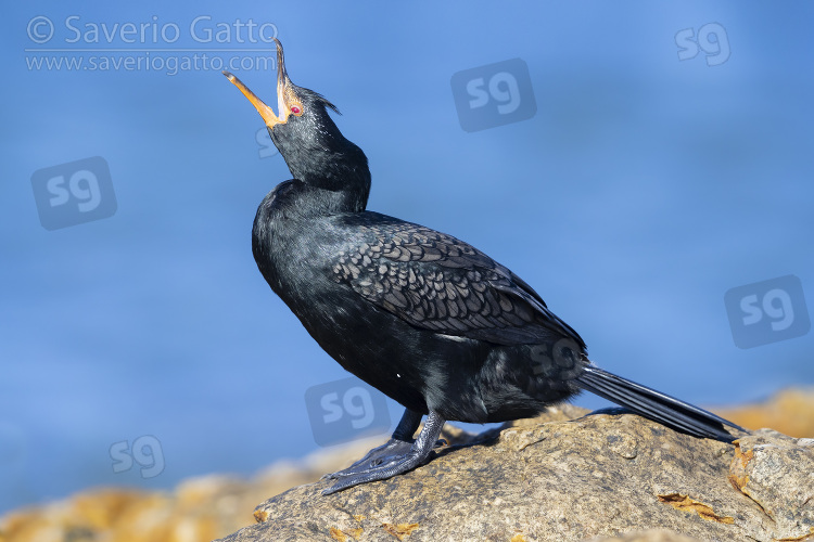 Crowned cormorant, side view of an adult in breeding plumage perched on a rock