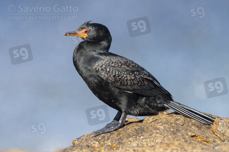 Crowned cormorant, side view of an adult in breeding plumage perched on a rock