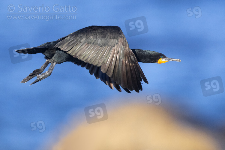 Cormorano del Capo, adulto in volo visto di lato