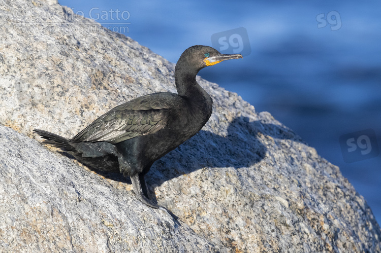 Cape Cormorant, side view of an adult in breeding plumage standing on a rock