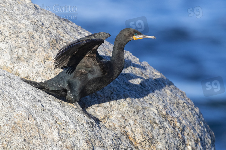 Cape Cormorant, side view of an adult ready to take-off