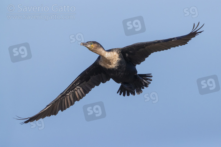 Cormorano pettobianco, adulto in volo