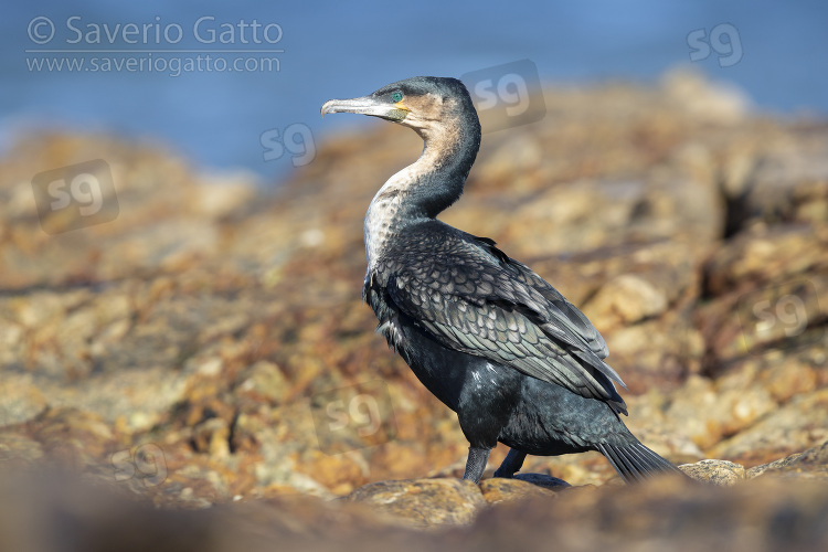 White-breasted Cormorant, side vie wof an adult perched on a rock