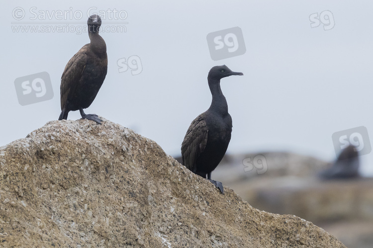 Bank Cormorant, two individuals perched on a rock
