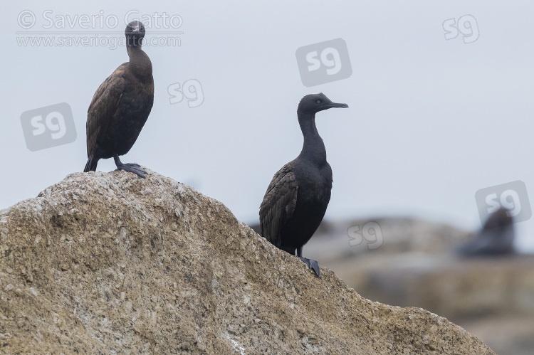 Cormorano ripario, due individui su una scogliera