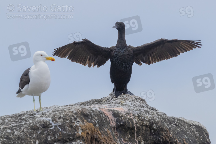 Bank Cormorant, juvenile standing on a rock with opened wings