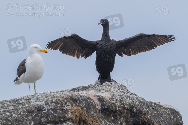 Cormorano ripario