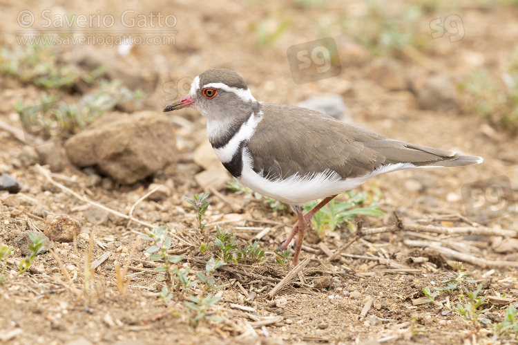 Three-banded Plover, side view of an adult standing on the ground