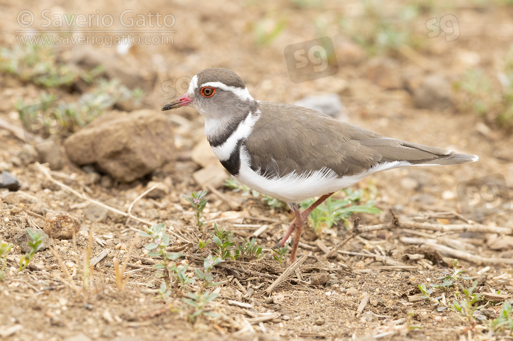 Three-banded Plover