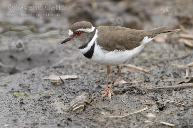 Three-banded Plover, side view of an  adult standing on the ground