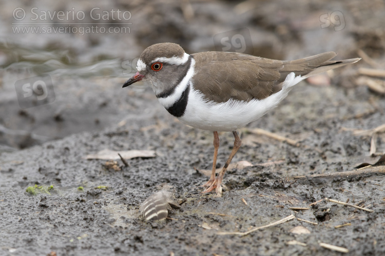 Three-banded Plover