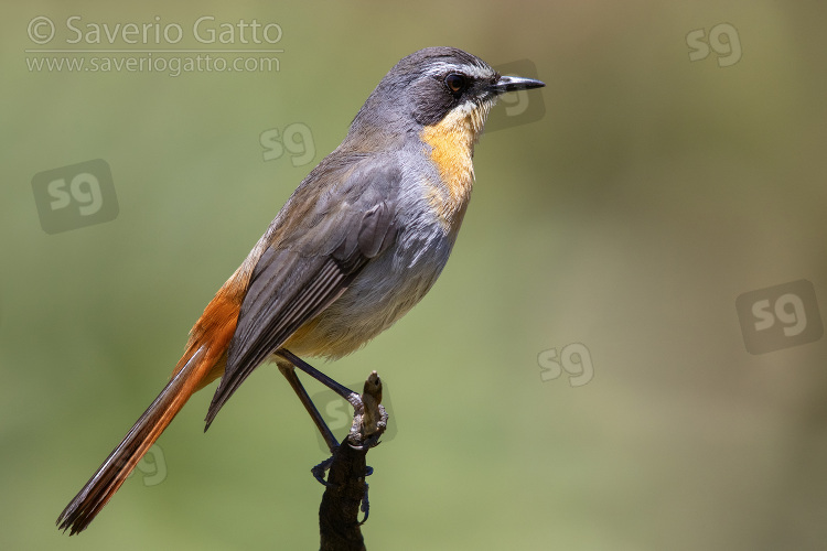 Cape Robin-chat, side view of an adult perched on a stem