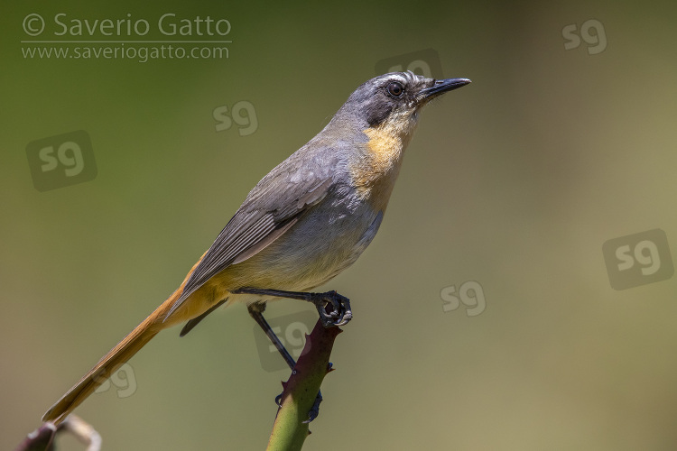 Cape Robin-chat, side view of an adult perched on a stem
