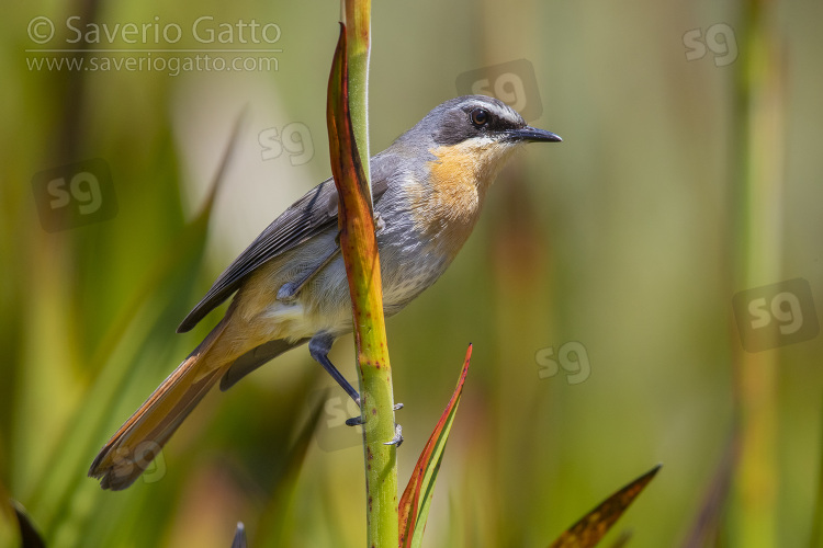 Cape Robin-chat, side view of an adult perched on a stem