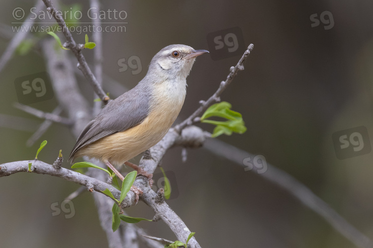 Long-billed Crombec, side view of an  adult perched on a branch