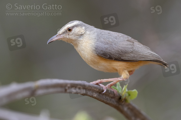 Long-billed Crombec, side view of an  adult perched on a branch