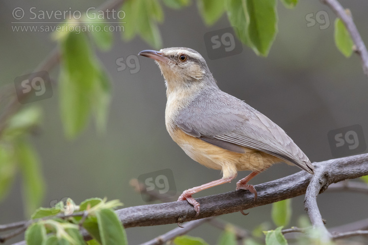 Long-billed Crombec, side view of an  adult perched on a branch